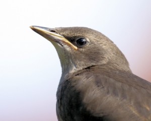 Charlotte NC Bird Exclusion